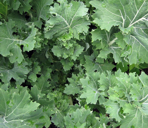 (500 (400), (500) Kale Seed Assortment- Red Kale Seeds), Black Kale and Siberian Kale