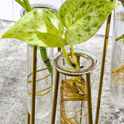 3 Propagation Station Terrariums with Gold Metal Stand - Kate Aspen Glass Test Tube Planters for Indoor Plant, Air