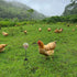 Oooct 4 Pack Chicken Pecking Toys with Swing Feeder, Coop Slow Feeder Toy for Chickens, Chicks, Ducks, Hens, Parrots