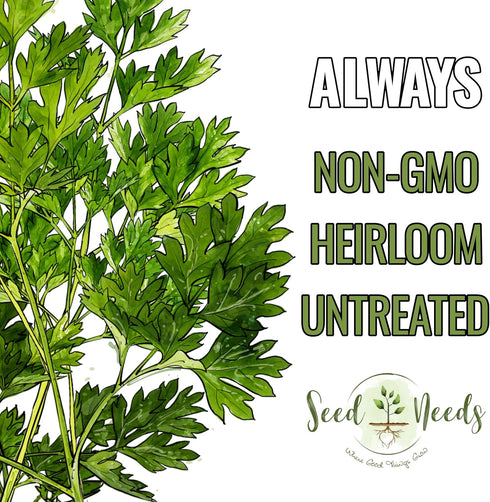 (1 Pack) Seed Needs Chervil Seeds for Planting - Non-GMO, Heirloom & Untreated Annual Herbs - Grow an Indoor/Outdoor