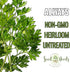 (1 Pack) Seed Needs Chervil Seeds for Planting - Non-GMO, Heirloom & Untreated Annual Herbs - Grow an Indoor/Outdoor