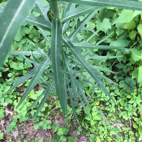 Packet 50 Palm Beach Medicinal Herbs - Wild Lettuce (Lactuca virosa) - of Seeds