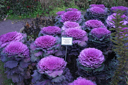 NIKA SEEDS 50-100 Seeds Vegetable Flowering Kale Mix (Ornamental Cabbage) Large Leaf - Seeds
