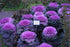 NIKA SEEDS 50-100 Seeds Vegetable Flowering Kale Mix (Ornamental Cabbage) Large Leaf - Seeds