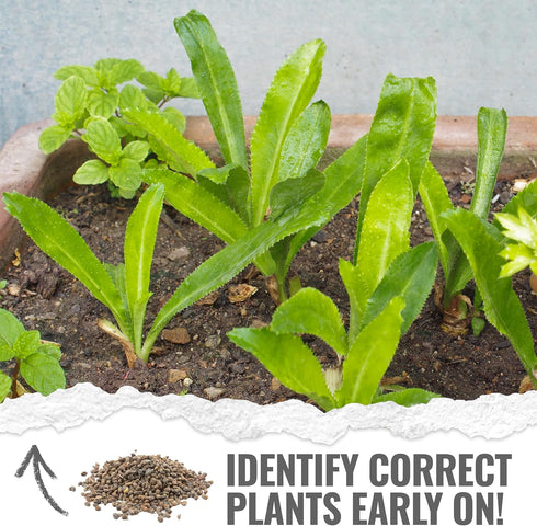 (1 Pack) Seed Needs Culantro Seeds for Planting Mexican Coriander - Non-GMO Heirloom & Untreated Culinary/Medicinal