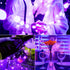 15 Packs 20 LED Purple Fairy Lights, Battery Operated 6.6ft Silver String Lights Waterproof for DIY Table Centerpieces
