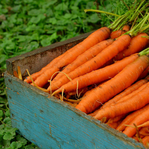 150 Nantes Carrot - Seeds - Heirloom & Open-Pollinated Variety, Non-GMO Vegetable Seeds for Planting Indoors
