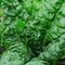 Perpetual Spinach Swiss Chard - 100 Seeds - Heirloom & Open-Pollinated Variety,
