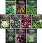 10 Spring Vegetable Seed Collection for Planting | Cool Season Root Vegetables