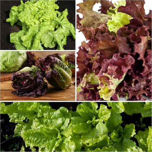 Pack 14 Packets Seed Needs Lettuce Seeds Variety for Planting a Collection of Individual Varieties - Includes Romaine