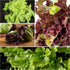 Pack 14 Packets Seed Needs Lettuce Seeds Variety for Planting a Collection of Individual Varieties - Includes Romaine