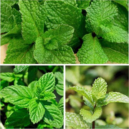 (1 Pack) Seed Needs Mint Seeds for Planting Spearmint Herbs - Non-GMO Heirloom & Untreated Perennial Herb Seed to Plant