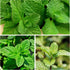 (1 Pack) Seed Needs Mint Seeds for Planting Spearmint Herbs - Non-GMO Heirloom & Untreated Perennial Herb Seed to Plant
