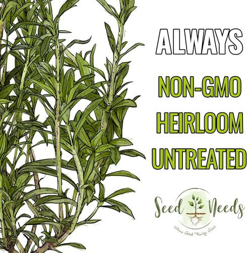 Summer (1 Pack) Seed Needs Savory Seeds for Planting Herbs - Non-GMO Heirloom & Untreated Annual Herb Seed to Plant a