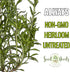 Summer (1 Pack) Seed Needs Savory Seeds for Planting Herbs - Non-GMO Heirloom & Untreated Annual Herb Seed to Plant a