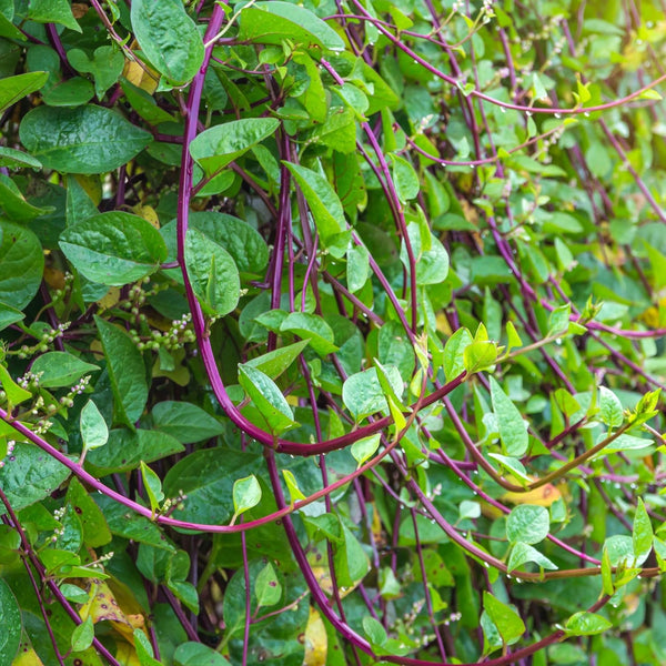 TomorrowSeeds - Red Stem Malabar Spinach Seeds - 900+ Count - for
