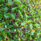 TomorrowSeeds - Red Stem Malabar Spinach Seeds - 900+ Count - for