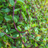 TomorrowSeeds - Red Stem Malabar Spinach Seeds - 900+ Count - for