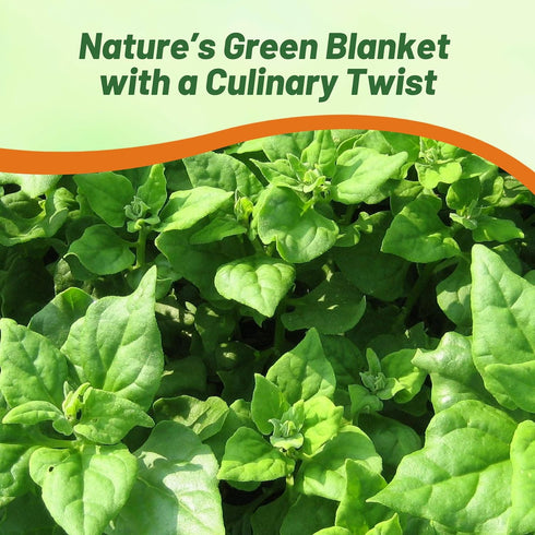 200 Outsidepride New Zealand Spinach Seeds - Pcs. Annual, Humid & Heat-Tolerant, Nutrient-Rich Herb Seeds for Planting