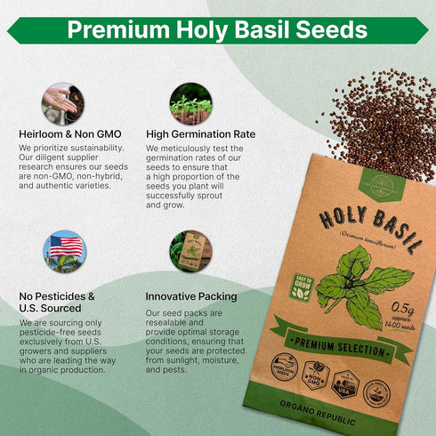 Pack 0.5 1,400 Packet, Organo Republic Holy Basil Seeds G - Over Non-GMO Heirloom Basil Seeds for Planting Herbs