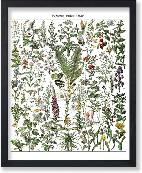 Poster Master Vintage Adolphe Millot Poster, Medicinal Plant Print, Botanical Art, Herb Wall Art, Gift for Him, Her &