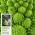 (5 Packs) Romanesco Broccoli Seeds for Planting - Exotic Italian Heirloom Vegetable with Unique Spiral Heads - High