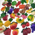 Random 12Pcs Creative 3D Resin Fruit Vegetables Fridge Magnets - Funny Cute Decoration Accessories for Office School