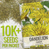 10,000+ Seed Needs Dandelion Seeds for Planting Fresh Herbs | Untreated Seeds Non GMO Heirloom | Bulk Dandelion Seed |