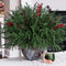 HyeFlora 17 PCS Christmas Norfolk Pine Stems with Small Pinecones and Red