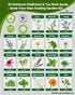 35 Pack Medicinal & Tea Herb Seeds for Planting - Non-GMO Heirloom Variety for Indoor/Outdoor Garden: Anise, Bergamot