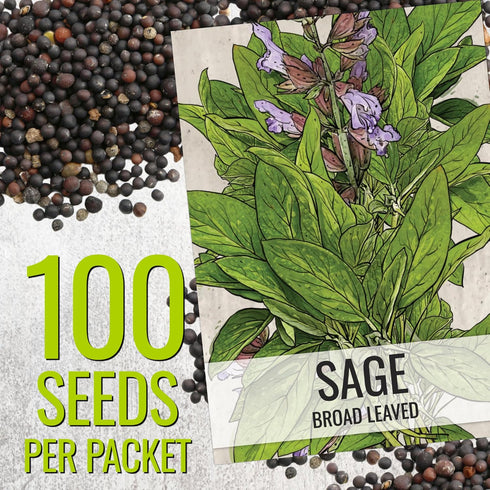 (1 Pack) Seed Needs Sage Seeds for Planting Broad Leaved Herbs - Non-GMO Heirloom & Untreated Culinary Herb Seed