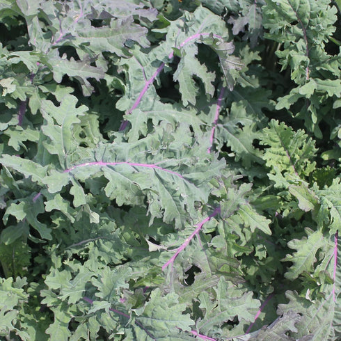 (1 Pack) Seed Needs Kale Seeds for Planting Red Russian Kale Vegetables - Non-GMO Heirloom & Untreated Vegetable Seed