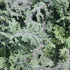 (1 Pack) Seed Needs Kale Seeds for Planting Red Russian Kale Vegetables - Non-GMO Heirloom & Untreated Vegetable Seed