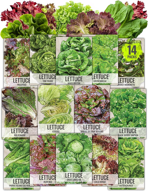 Seed Needs Lettuce Seeds Variety Pack for Planting a Collection of 14