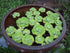 AquaLeaf Aquatics Water Lettuce - Floating Live Pond Plant