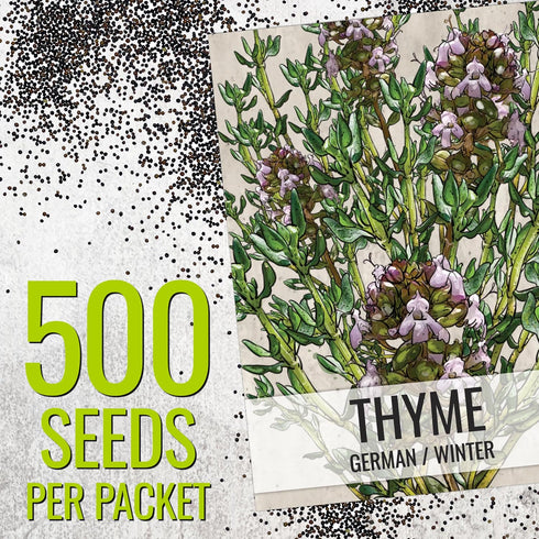 (1 Pack) Seed Needs Thyme Seeds for Planting - Non-GMO Heirloom & Untreated Perennial Herb Seed to Plant a Culinary