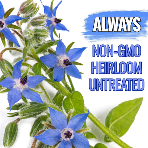 (1 Pack) Seed Needs Borage Seeds for Planting Blue Star Flowers - Heirloom Non-GMO & Untreated - Plant a Home Grown