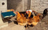 2 Pack, 5.5 Chicken Feeder Waterer, Goat Feeder - Quart, for Goats Chickens Duck Sheeple Dogs Piglets Deers Gooses
