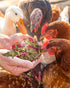 21.1oz, 10 BUCATSTATE Chicken Nesting Herbs Nesting Herbs for Chicken Coop with Dried Floral Poultry Herbs, Nest Box