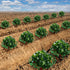 Iceyyyy 10 Pack 4 Rot(10 Pack) Strawberry Plant Stand Supports-Strawberry Plant Support Stand Rack with Support