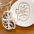 Set of 2 Kidney Cookie Cutters (Designs: External and Internal Kidney), 2 Pieces - Bakerlogy