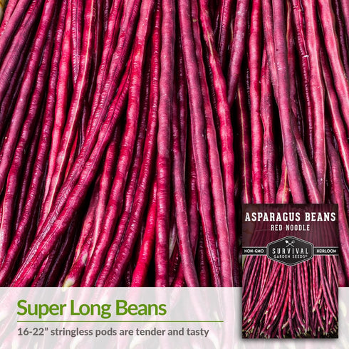 2 Packs Survival Garden Seeds - Red Noodle Asparagus Bean Seed for Planting - with Instructions to Plant and Extremely