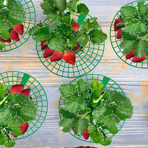 codree 10 Pack 3 Strawberry Plant Supports, Strawberry Plant Stand with Sturdy Legs, Strawberry Growing Racks