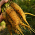 150 Solar Yellow Carrot - Seeds - Heirloom & Open-Pollinated Variety, Non-GMO Vegetable Seeds for Planting Indoors