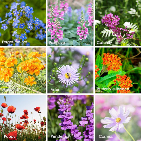Wildflower Seeds Bulk, 2 Oz. – 80,000+ Seeds Butterfly & Hummingbird Mix, 23 Non-GMO Varieties for Pollinator Planting