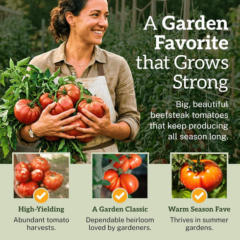 75+ TKE Farms & Gardens - Beefsteak Tomato Seeds for Planting, Heirloom Non-GMO Variety, Grow Large Juicy Slicing