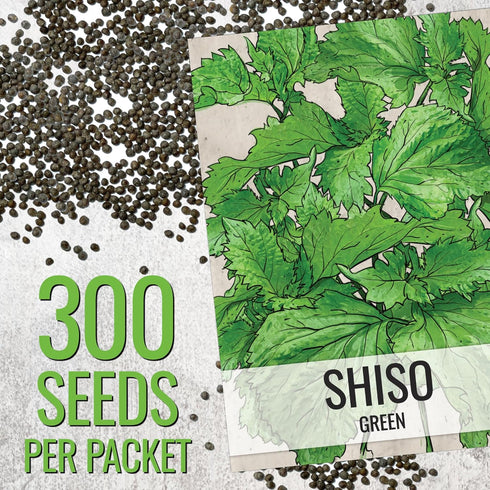 (1 Pack) Seed Needs Shiso Seeds for Planting Green Perilla Herbs - Non-GMO Heirloom & Untreated Annual Herb Seed