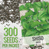 (1 Pack) Seed Needs Shiso Seeds for Planting Green Perilla Herbs - Non-GMO Heirloom & Untreated Annual Herb Seed