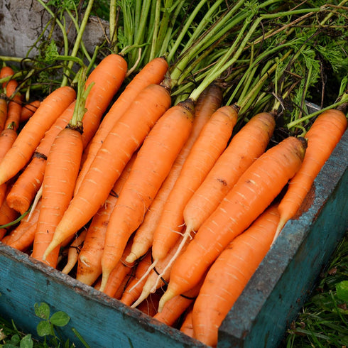 150 Nantes Carrot - Seeds - Heirloom & Open-Pollinated Variety, Non-GMO Vegetable Seeds for Planting Indoors