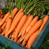 150 Nantes Carrot - Seeds - Heirloom & Open-Pollinated Variety, Non-GMO Vegetable Seeds for Planting Indoors